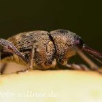 Eichelbohrer 8 (Curculio glandium) Foto W. Willner