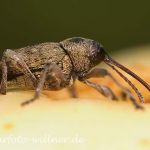Eichelbohrer .9 (Curculio glandium) Foto W. Willner
