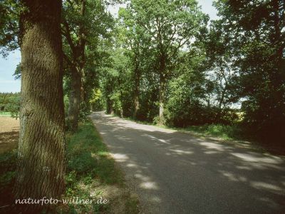 Eichenallee 4 Foto W. Willner