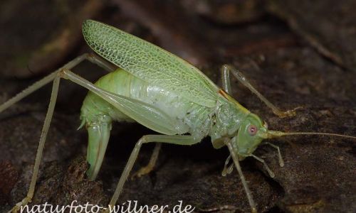 Gemeine Eichenschrecke Eiablage 4 Foto W. Willner