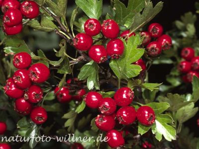 Eingriffliger Weisdorn (Crataegus monogyna)