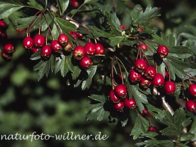 Eingriffliger Weisdorn (Crataegus monogyna)