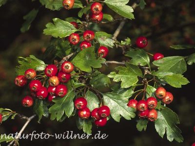 Eingriffliger Weisdorn 32 Foto W. Willner
