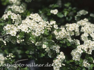 Eingriffliger Weisdorn (Crataegus monogyna)