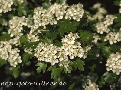 Eingriffliger Weisdorn (Crataegus monogyna)