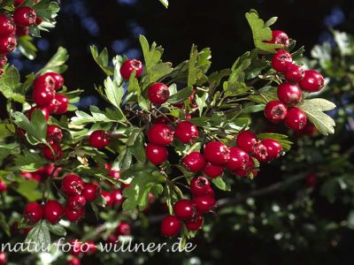 Eingriffliger Weisdorn (Crataegus monogyna)