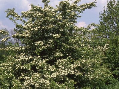 Eingriffliger Weißdorn (Crataegus monogyna) Foto W. Willner 008