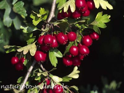 Eingriffliger Weißdorn (Crataegus monogyna) Foto W. Willner-10