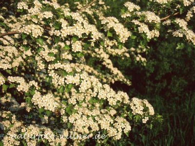 Eingriffliger Weißdorn (Crataegus monogyna) Foto W. Willner 351