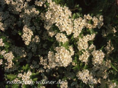 Eingriffliger Weißdorn (Crataegus monogyna) Foto W. Willner 352