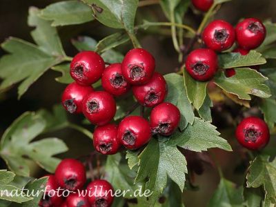 Eingriffliger Weißdorn (Crataegus monogyna) Foto W. Willner-5