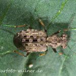 Elaphrus aureus (Gold-Uferläufer) 1 Foto W. Willner