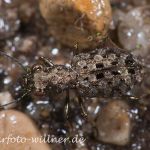 Elaphrus aureus (Gold-Uferläufer) 11 Foto W. Willner