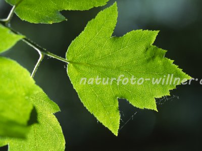 Naturfoto Willner Naturfoto Willner