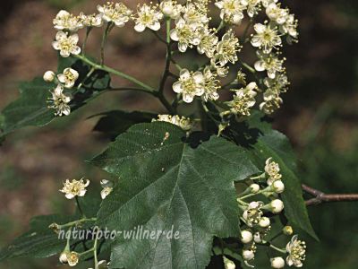 Elsbeere (Sorbus torminalis)