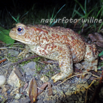 Erdkröte 102 Foto W. Willner