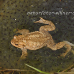 Erdkröte 17 Foto W. Willner