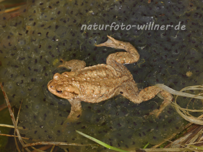 Erdkröte 17 Foto W. Willner