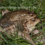 Erdkröte 32 Foto W. Willner