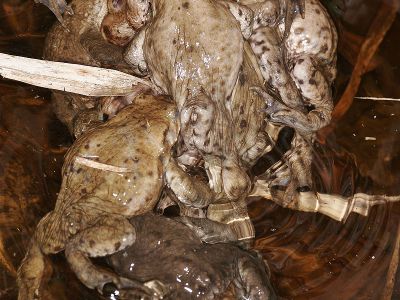 Erdkröte 33 Foto W. Willner