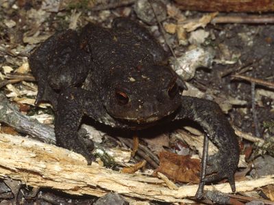 Erdkröte 35 Foto W. Willner