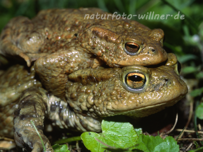 Erdkröte 37 Foto W. Willner
