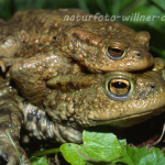 Erdkröte 37 Foto W. Willner