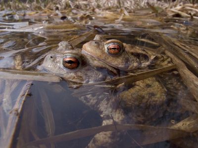 Erdkröte 64 Foto W. Willner - Copy