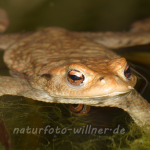 Erdkröte 7 Foto W. Willner