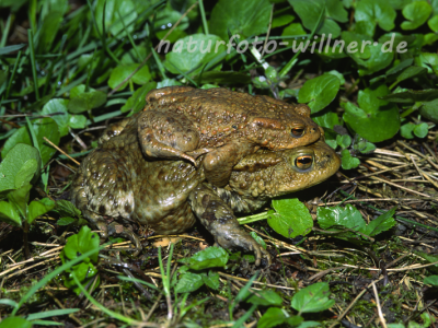 Erdkröte 9 Foto W. Willner