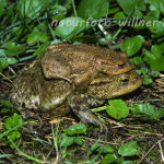 Erdkröte 9 Foto W. Willner
