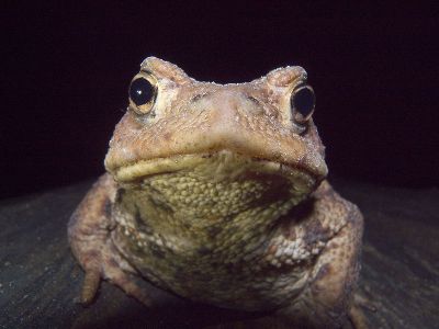 Erdkröte 92 Foto W. Willner