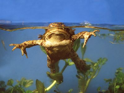 Erdkröte Bufo bufo Foto W. Willner 297