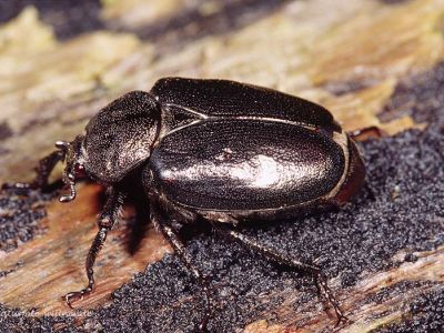 Eremit (Osmoderma eremita) Foto W. Willner 36