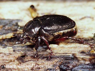Eremit (Osmoderma eremita) Foto W. Willner 38