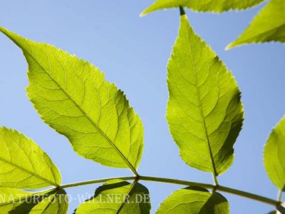 Eschenblätter Fraxinus excelsior Foto Wolfgang Willner Naturfoto-6