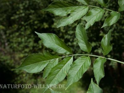 Eschenblätter Fraxinus excelsior Foto Wolfgang Willner Naturfoto