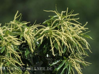 Ess-Kastanie (Castanea sativa)