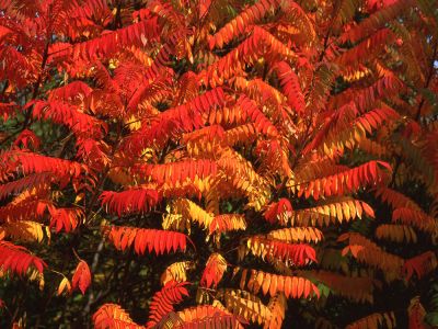 Essigbaum (Rhus typhina) Foto W. Willner-634