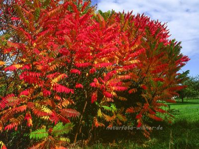 Essigbaum (Rhus typhina) Foto W. Willner