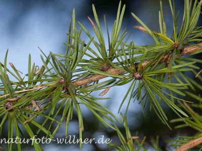 Europäische Lärche Larix decidua Foto Wolfgang Willner Naturfoto-11