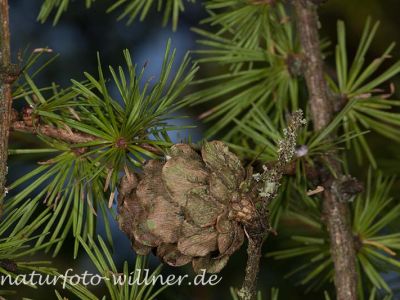 Europäische Lärche Larix decidua Foto Wolfgang Willner Naturfoto-17