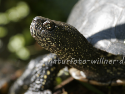 Europäische Sumpfschildkröte 5 Foto W. Willner