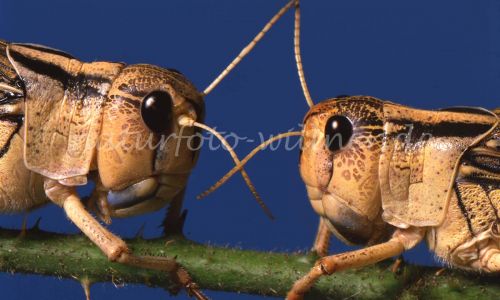 Europäische Wanderheuschrecke Locusta migratoria Foto W. Willne 230