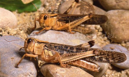 Europäische Wanderheuschrecke Locusta migratoria Foto W. Willner 117