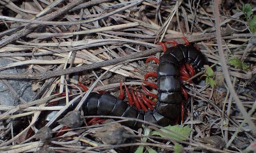 Europäischer Riesenläufer (Scolopendra cingulata) Foto W. Willner P5010112