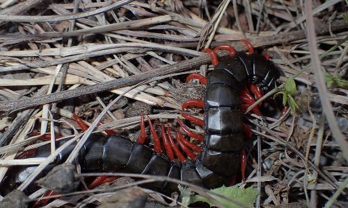 Europäischer Riesenläufer (Scolopendra cingulata) Foto W. Willner P5010113