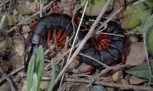 Europäischer Riesenläufer (Scolopendra cingulata) Foto W. Willner P5010115