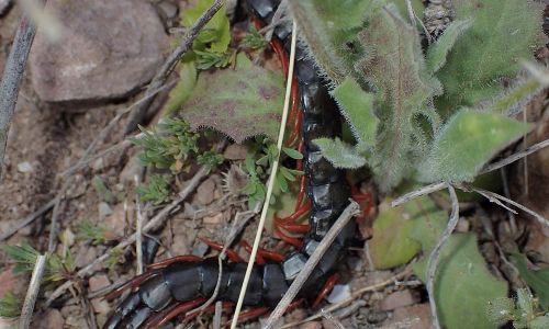 Europäischer Riesenläufer (Scolopendra cingulata) Foto W. Willner P5010116