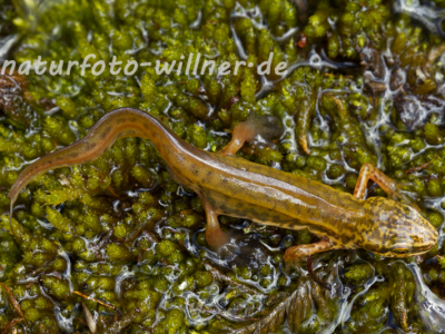Fadenmolch (Triturus helveticus) Naturfoto Willner-9